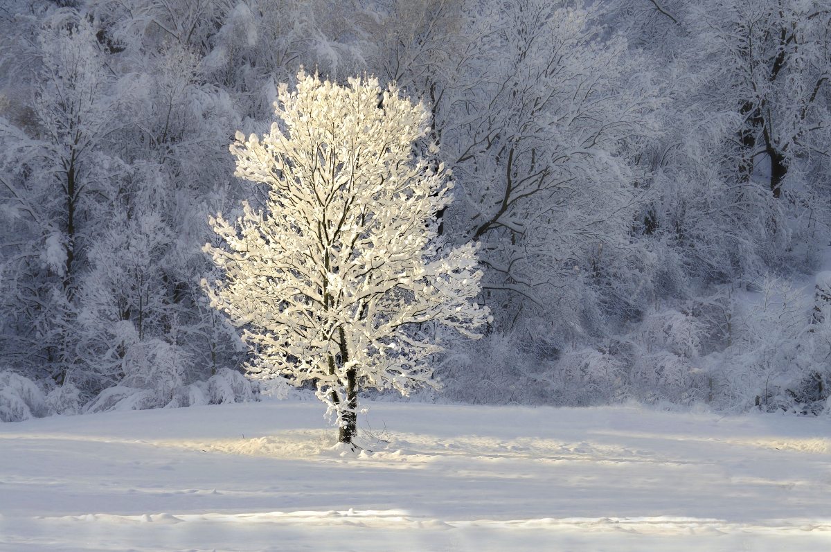 Solitér
