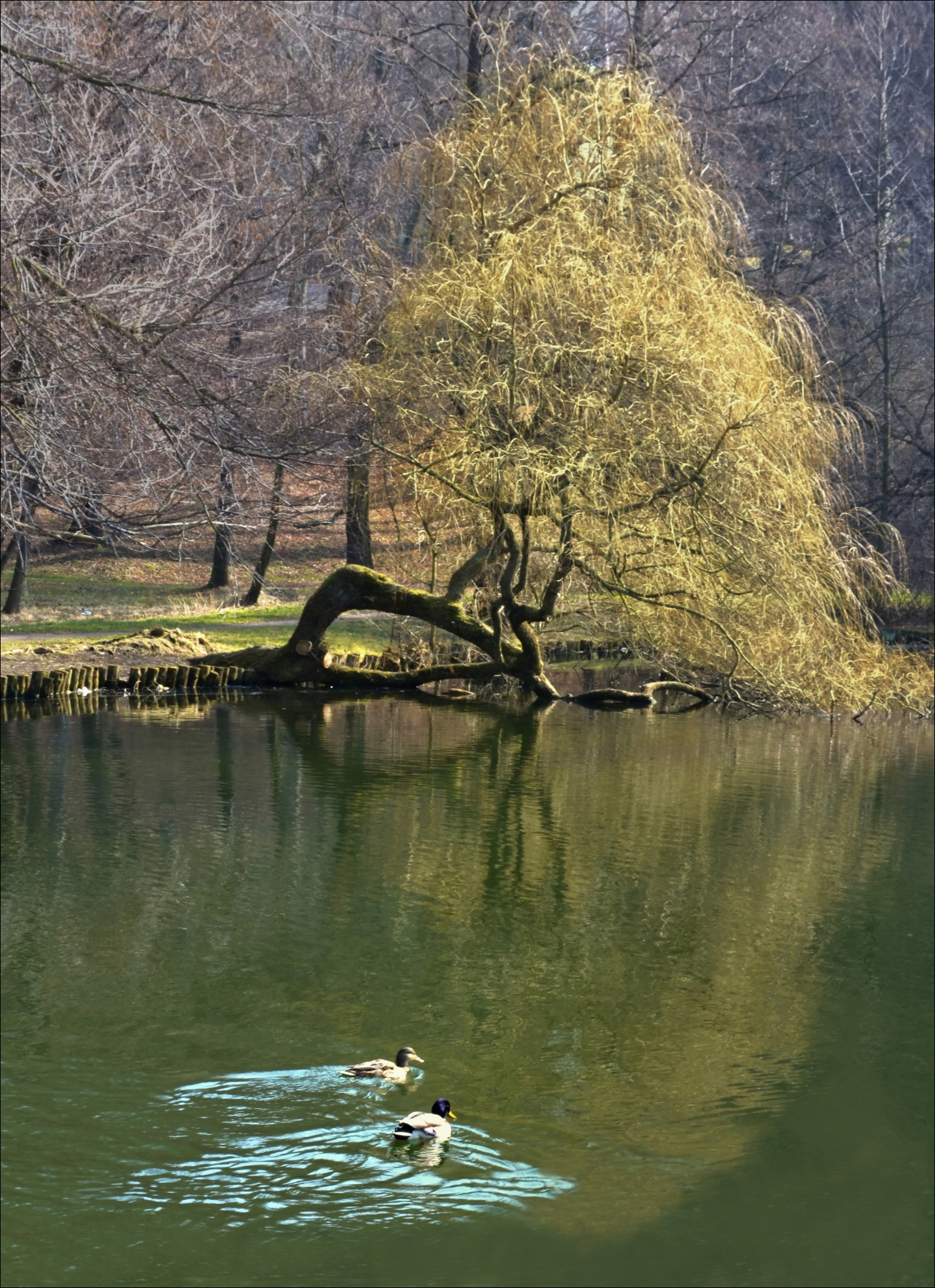 Probouzení jara .